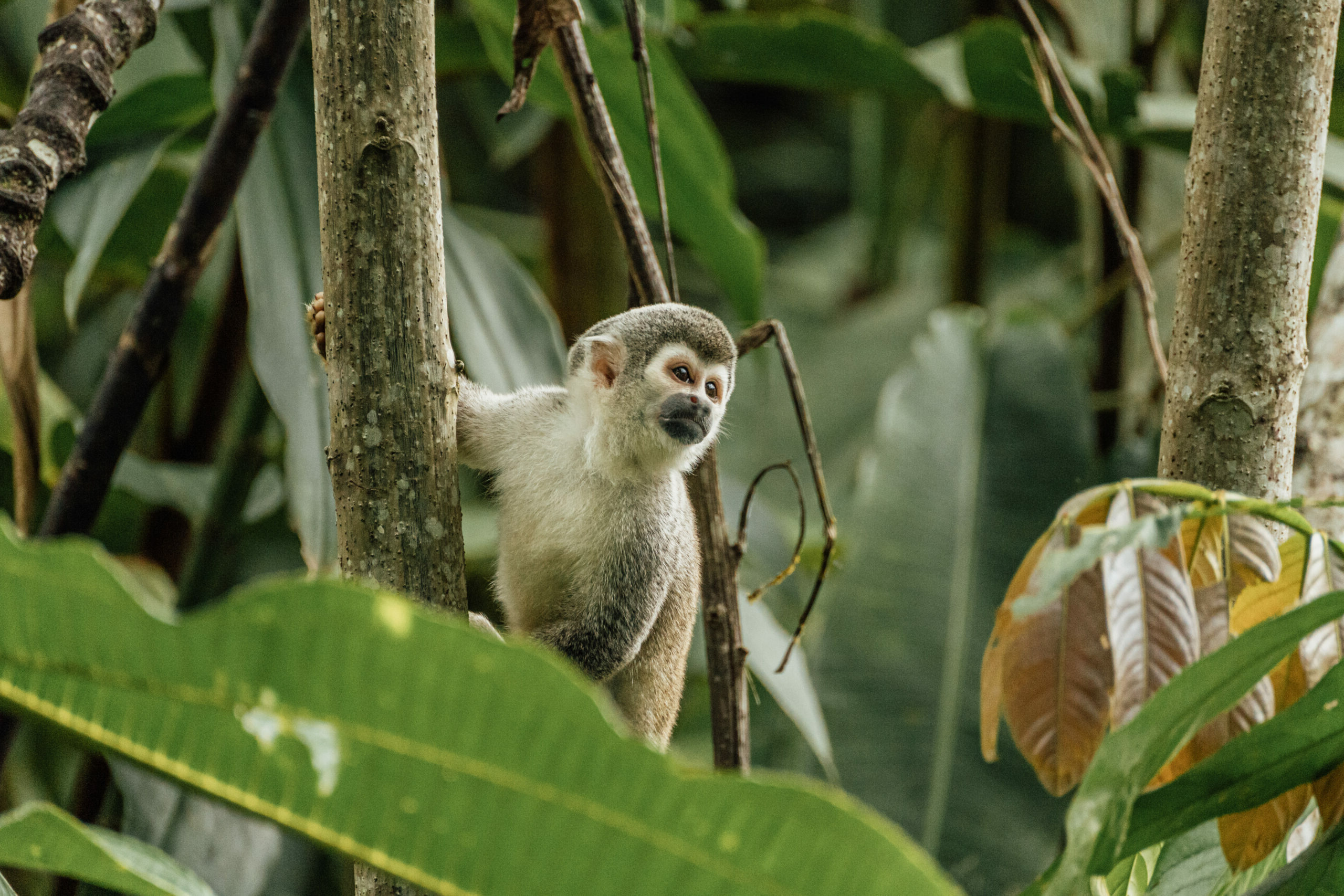 Pequeño mono en la selva amazónica de Ecuador