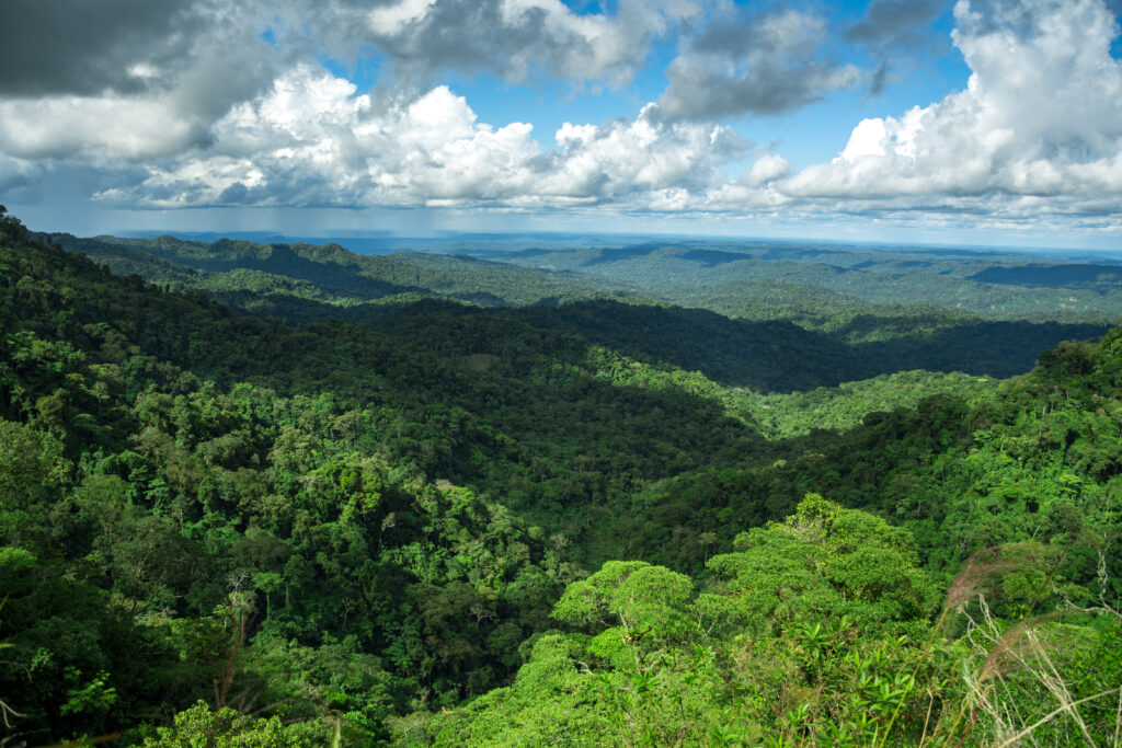Paisaje de selva amazónica del Ecuador