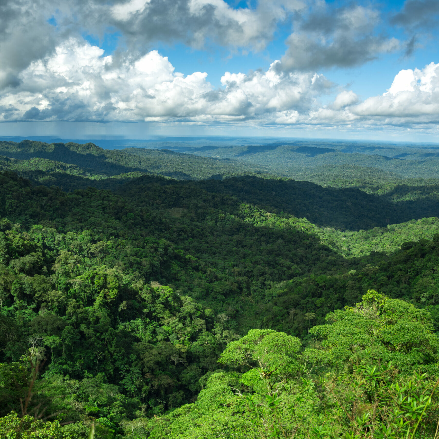 Paisaje selva Amazonas Ecuador