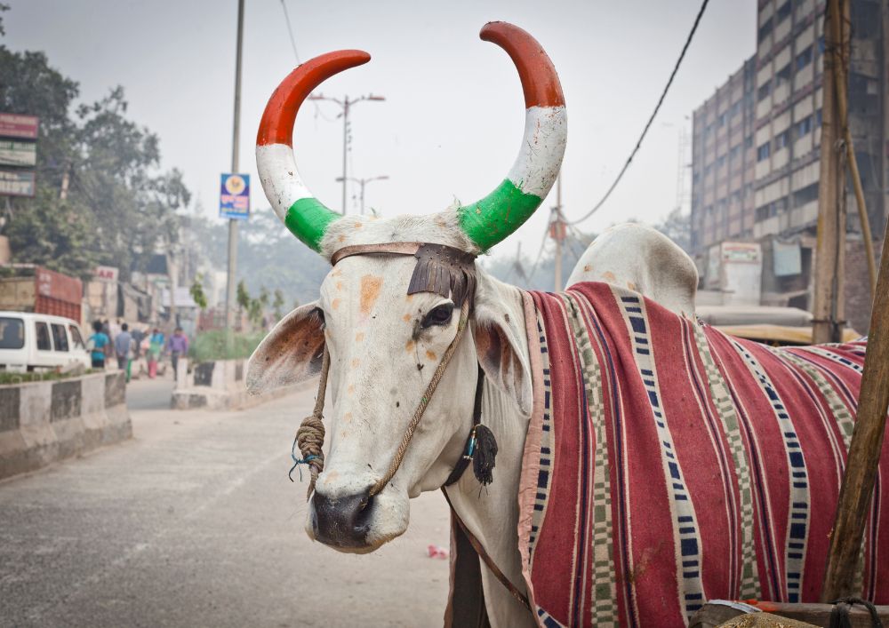 Vaca con los cuernos pintados, costumbres de la India.
