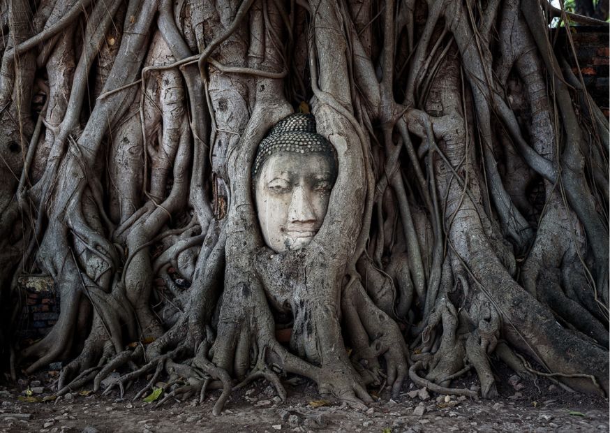 Cabeza de Buda en un árbol, Ayutthaya, costumbres de Tailandia