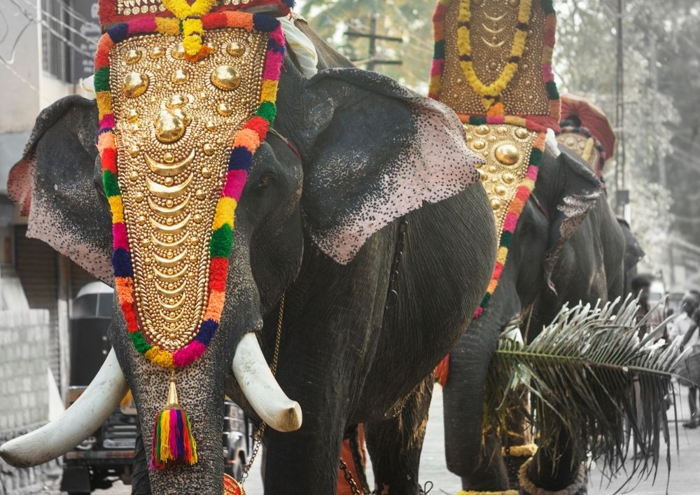 Elefantes pertrechados en el festival de los elefantes de Surin.