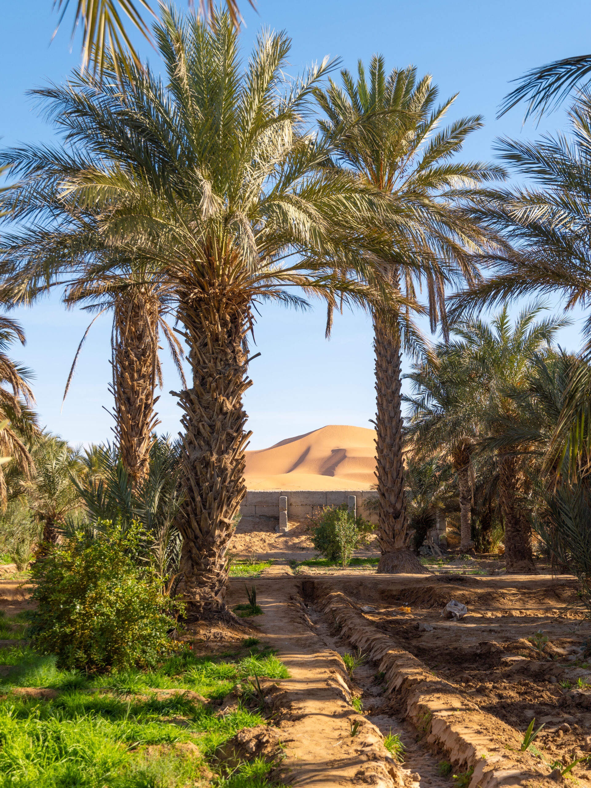 Oasis Merzouga