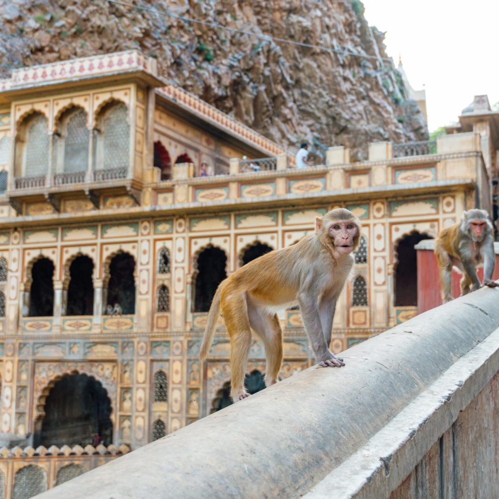 Templo de los monos en Jaipur