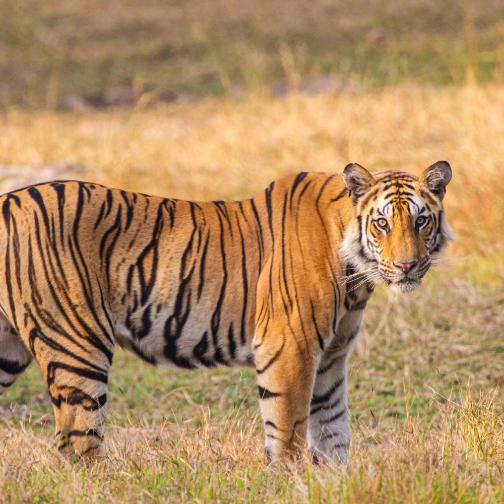 Tigre de Bengala, Safari, India